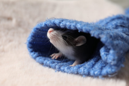 Adorable little rat in blue sweater on faux fur, closeup. Space for text