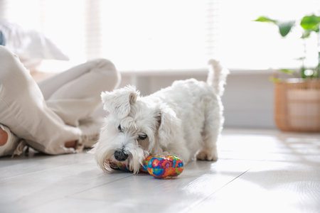 Cute dog playing with toy at home. Adorable petの写真素材