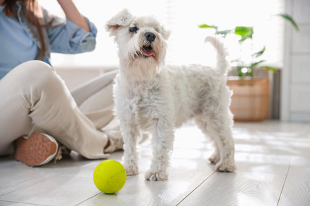 Owner giving toy to cute dog at home, closeup. Adorable petの写真素材