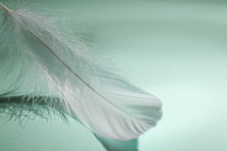Fluffy white feather on light turquoise background, closeup. Space for text