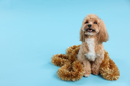 Cute dog with shiny tinsel on light blue background. Space for textの写真素材