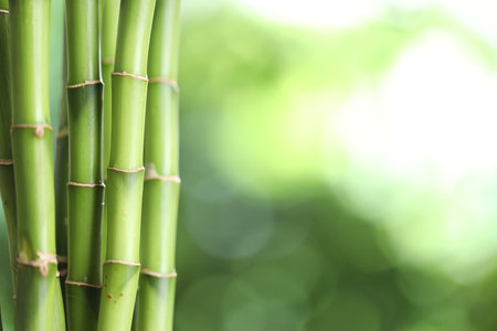 Decorative bamboo stems on blurred green background, closeup. Space for textの写真素材