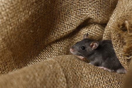 Gray rat on burlap fabric, space for text.の写真素材