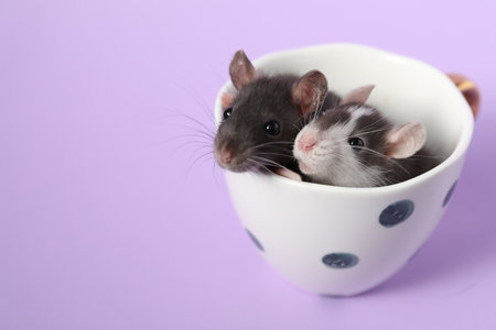 Adorable little rats peeking out of cup on violet background, closeup. Space for textの写真素材