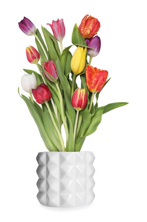 Beautiful colorful tulips blooming in ceramic cachepot isolated on whiteの写真素材