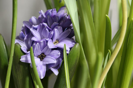 Beautiful hyacinth flowers on blurred background, closeup