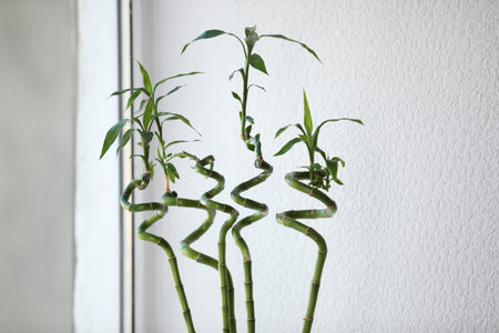Fresh green bamboo stems near white wall indoorsの写真素材