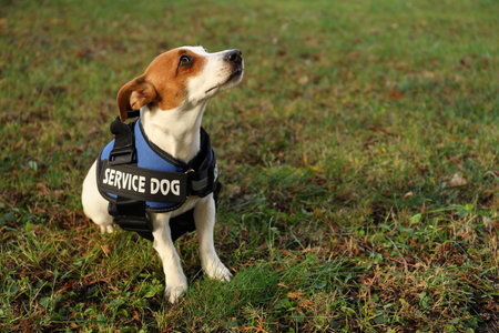 Cute Jack Russell Terrier wearing service dog vest outdoors, space for textの写真素材