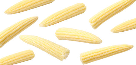 Yellow baby corn cobs in air on white backgroundの写真素材