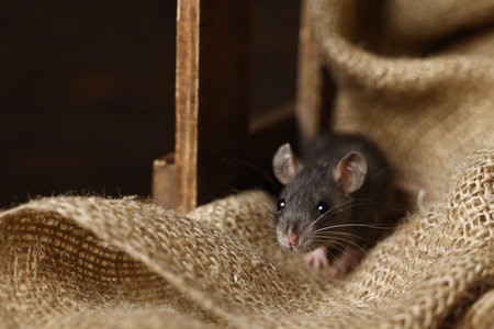 Gray rat on burlap fabric in wooden crate.