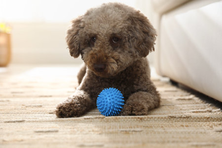 Cute dog with toy at home. Adorable pet