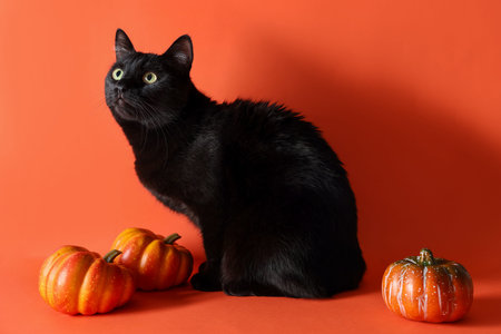 Cute black cat and pumpkins on orange background. Adorable petの写真素材