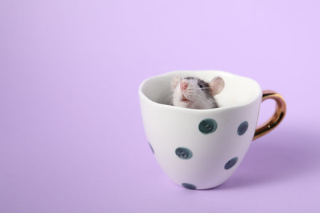 Adorable little rat peeking out of cup on violet background, closeup. Space for textの写真素材