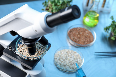 Petri dish with wheat grains under microscope on table in laboratory, closeup