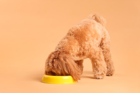 Cute dog eating pet food from feeding bowl on beige backgroundの写真素材