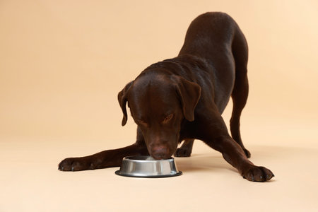 Cute dog waiting for food near empty bowl on beige backgroundの写真素材