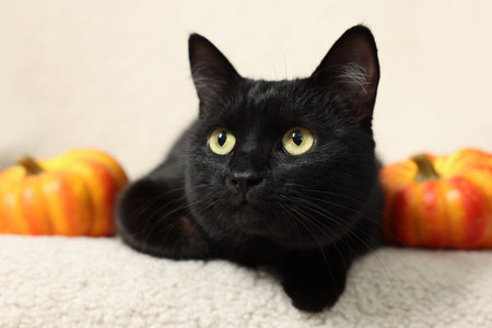 Cute black cat lying on white armchair near pumpkins, closeup. Adorable petの写真素材