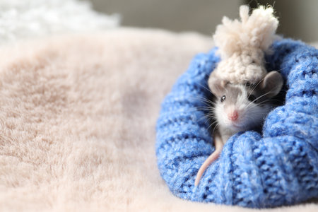 Adorable little rat with hat in blue sweater on faux fur, closeup. Space for textの写真素材