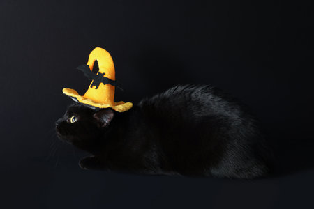 Cute cat in witch's hat on black background. Adorable petの写真素材