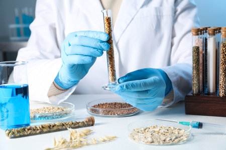 GMO concept. Scientist holding test tube with cereal grains at table in laboratory, closeupの写真素材
