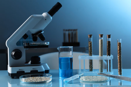 GMO concept. Petri dishes with cereal grains, test tubes, beaker and microscope on table in...