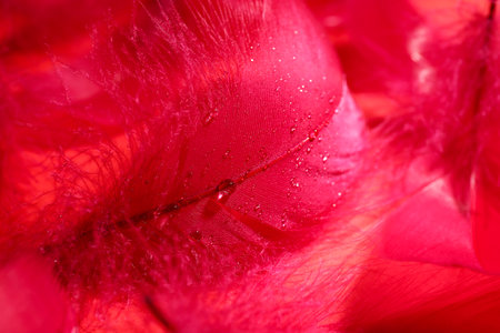 Beautiful fluffy feathers as background, closeup viewの写真素材