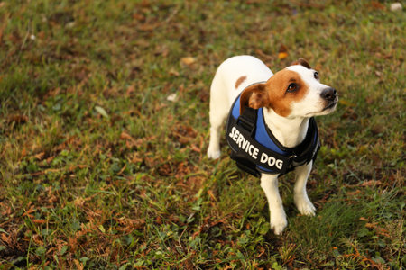 Cute Jack Russell Terrier wearing service dog vest outdoors, space for text