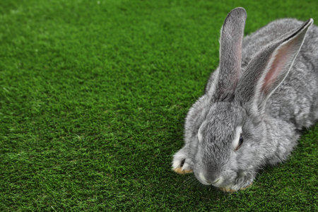 Fluffy gray rabbit on green grass, space for textの写真素材