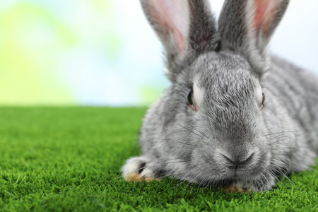 Fluffy gray rabbit on green grass outdoors, closeup. Space for textの写真素材