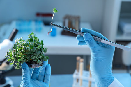 Scientist taking microgreen sprout with tweezers in laboratory, closeupの写真素材