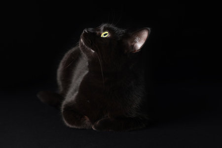 Cute cat on black background. Adorable petの写真素材