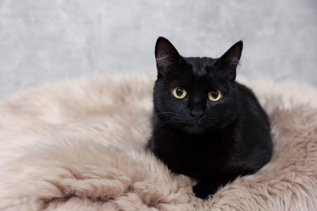 Cute black cat lying on rug, space for text. Adorable petの写真素材