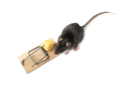 Trap with cheese and mouse on white background, above viewの写真素材