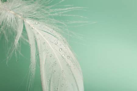 Fluffy white feather with water drops on light turquoise background, closeup. Space for textの写真素材
