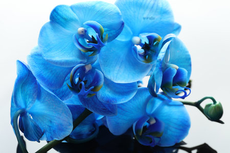 Beautiful blue orchid flowers on mirror surface, closeupの写真素材