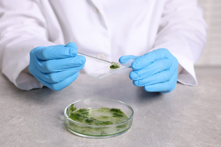 Biochemistry. Scientist working with plant at gray table, closeup