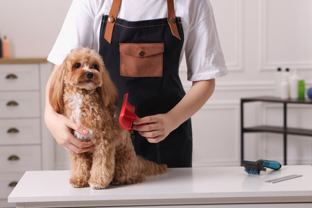 Woman brushing cute Maltipoo dog indoors, closeupの写真素材