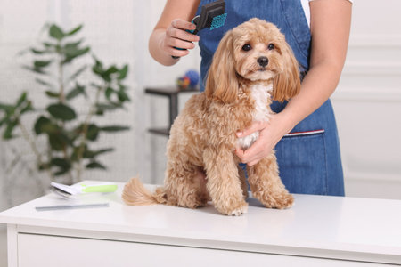 Woman brushing cute Maltipoo dog indoors, closeupの写真素材