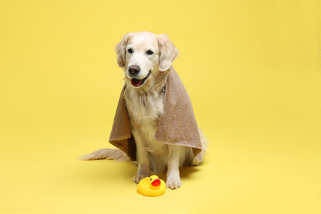 Cute funny dog wrapped in towel and toy duck on yellow backgroundの写真素材