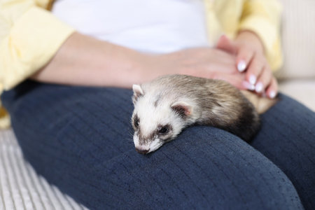 Woman with cute ferret on sofa, closeup. Domestic petの写真素材