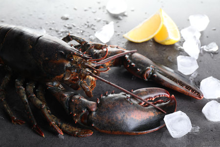 Raw lobster, ice cubes and slices of lemon on grey textured table, closeupの写真素材