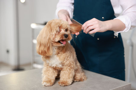 Woman brushing dog's hair with comb indoors, closeup. Pet groomingの写真素材