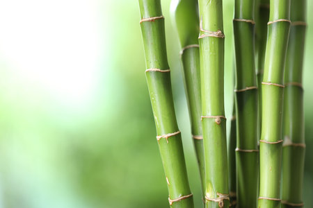 Decorative bamboo stems on blurred green background, closeup. Space for textの写真素材