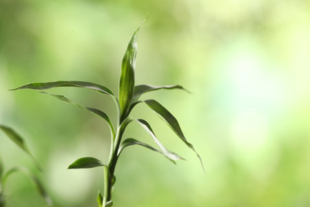 Decorative green bamboo stem with leaves on blurred background, closeup. Space for textの写真素材