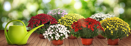 Watering can and blooming potted plants on wooden surface. Gardening, banner designの写真素材