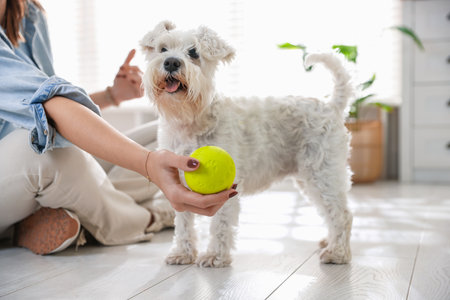 Owner giving toy to cute dog at home, closeup. Adorable petの写真素材
