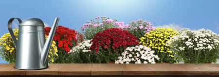 Watering can on wooden surface and blooming potted plants under blue sky. Gardening, banner designの写真素材
