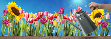 Woman watering flowers on sunny day, closeup. Gardening, banner designの写真素材