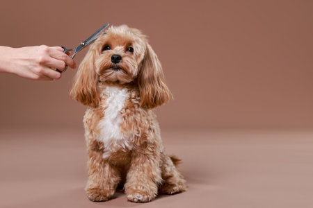 Pet grooming. Woman with scissors and cute dog on brown background, closeup. Space for textの写真素材