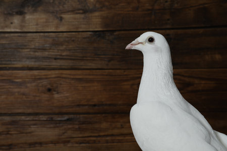 One beautiful white dove on wooden backgroundの写真素材